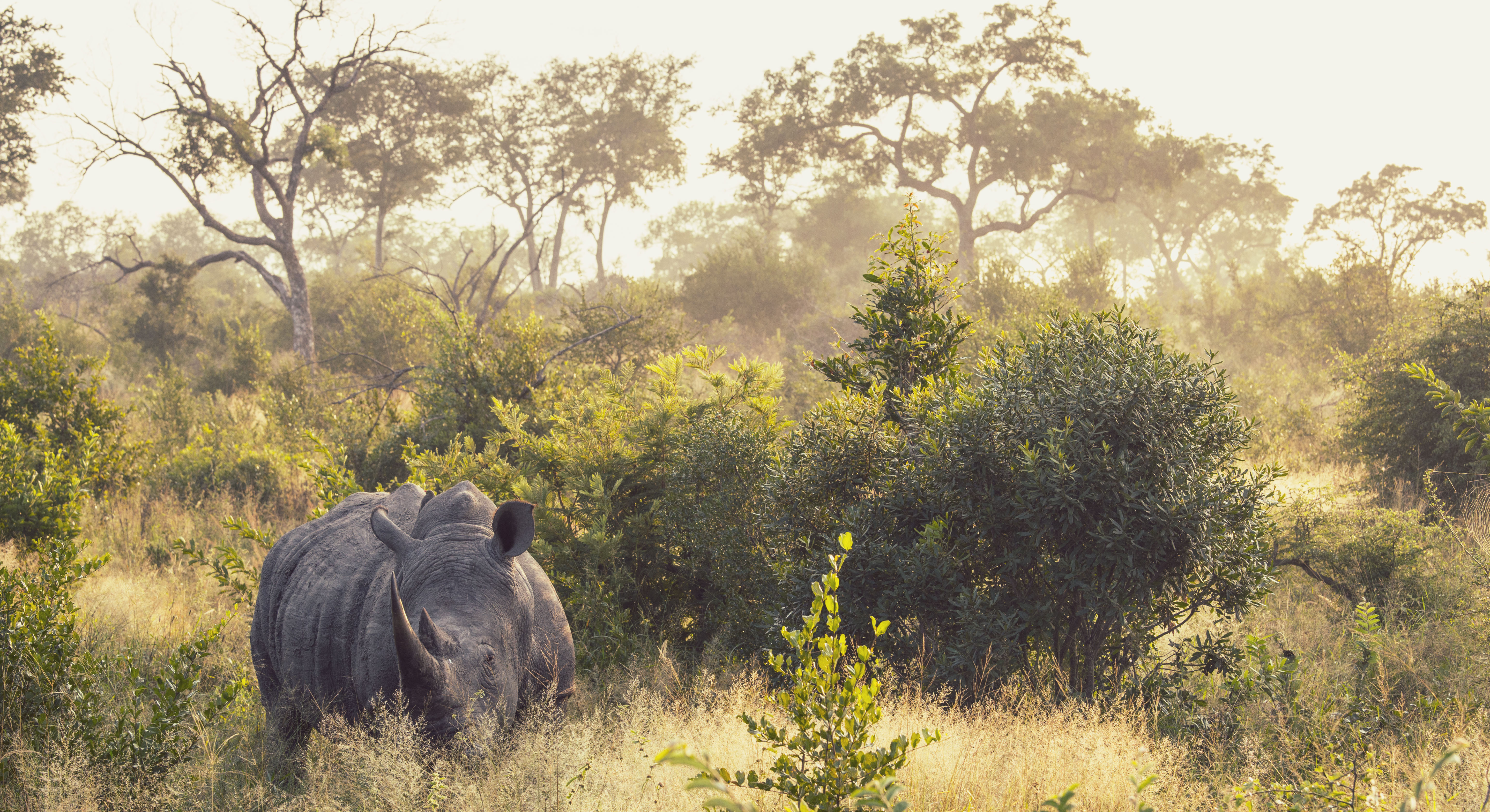 Rhino South Africa**